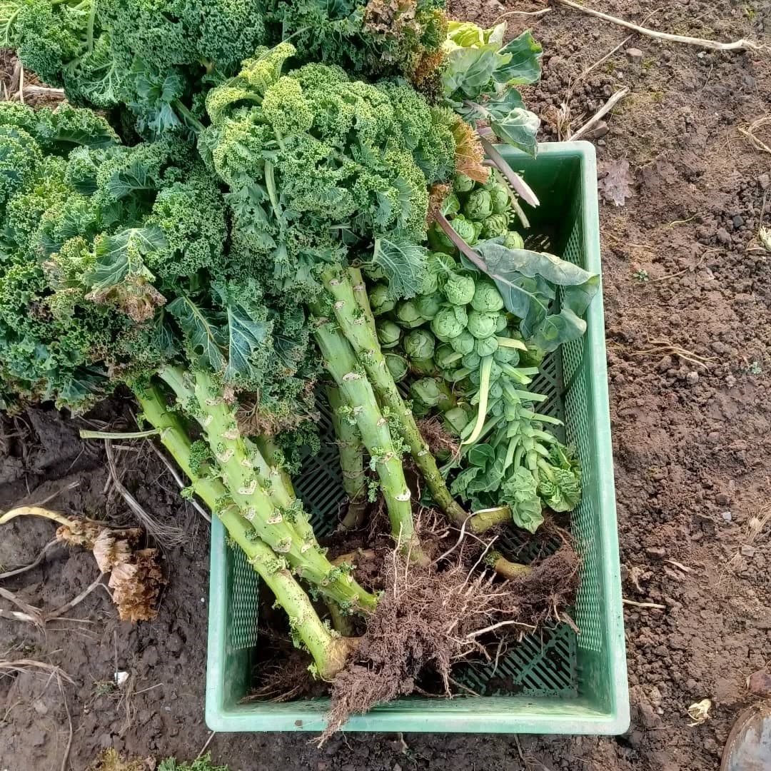Mitmachtag Ernte im November